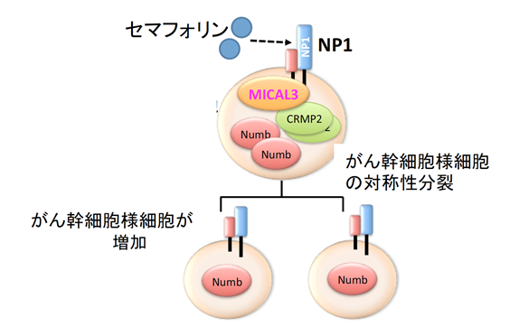 図1：乳がん幹細胞様細胞がMICAL3を介して自己複製する仕組みの図