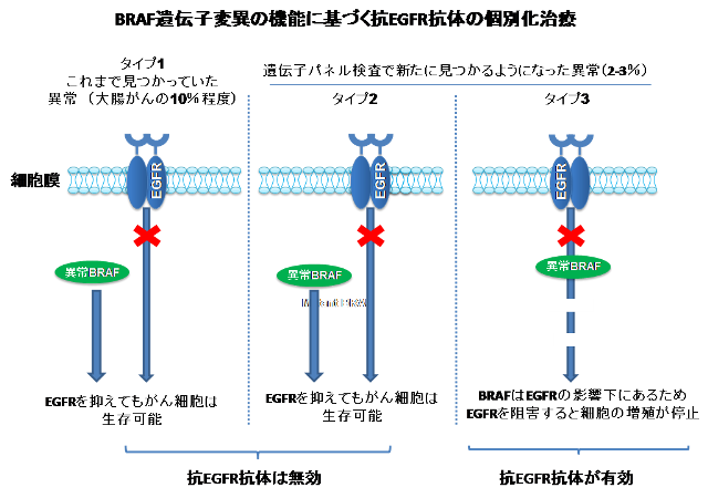 BRAF遺伝子変異の機能に基づく抗EFGR抗体の個別化治療の画像