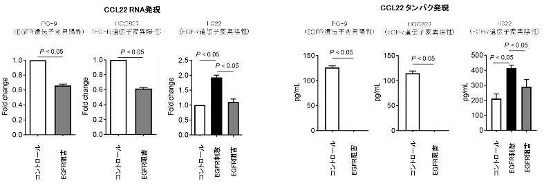 図4. 肺がん細胞株を用いたEGFRシグナル刺激 / 阻害によるCCL22発現の検討