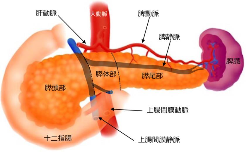 pancreas01.jpg