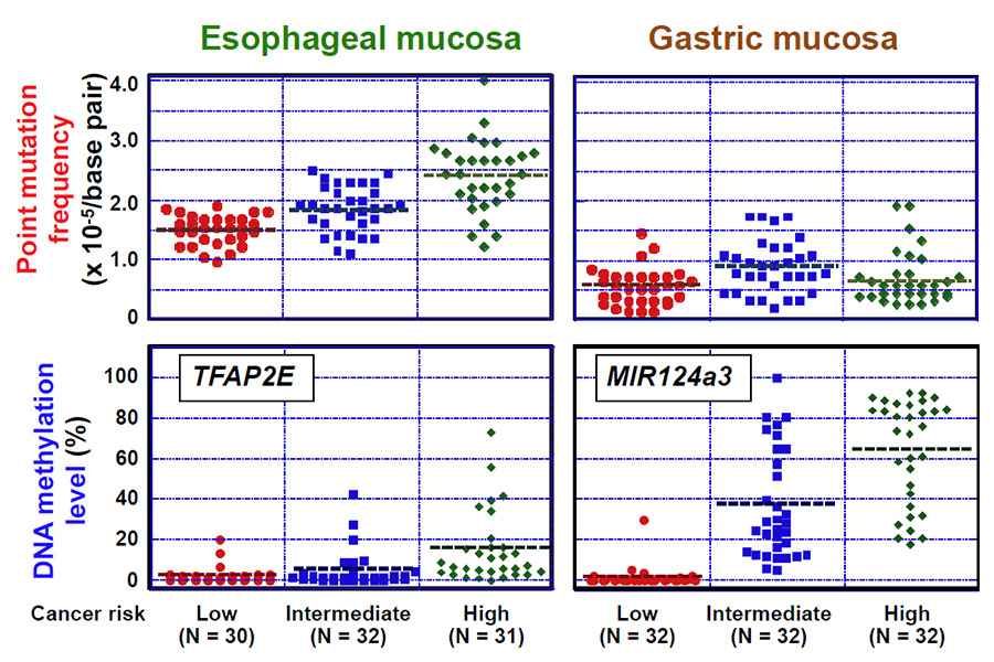 Fig. 1 Correlation between point mutations/aberrant DNA methylation and cancer risk