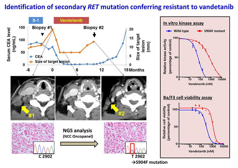 Identification of secondary RET mutation conferring resistant to vandetanib