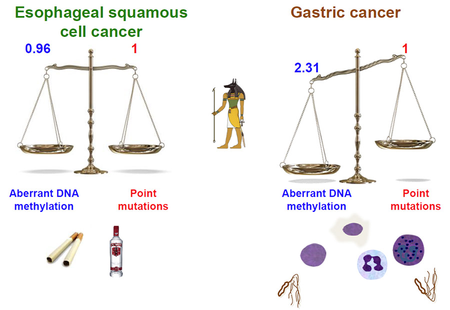 Fig. 2 Lifestyle risk factors and their roles in the relative importance of point mutations and aber