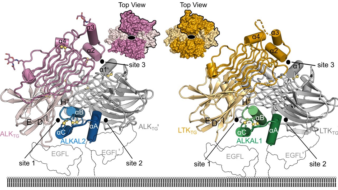 Fig1-E.jpg