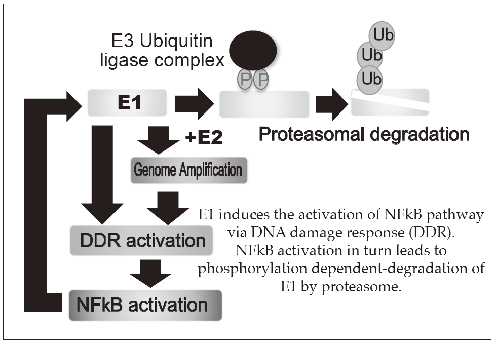 Figure 1. E1-NFkB negative feedback loop(Full Size)