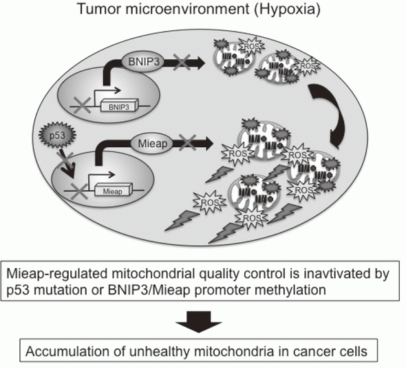 Figure 2. Alteration of Mieap-regulated mitochondrial quality control in cancer