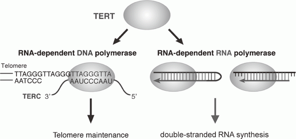 Figure 1. TERT exerts RdRP activity