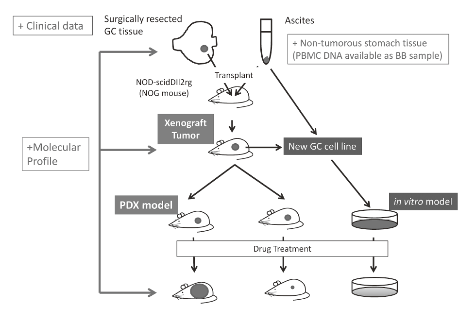 Figure 1. Schema of DEF study(Full Size)