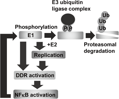 Figure 1. E1-NFkB negative feedback loop