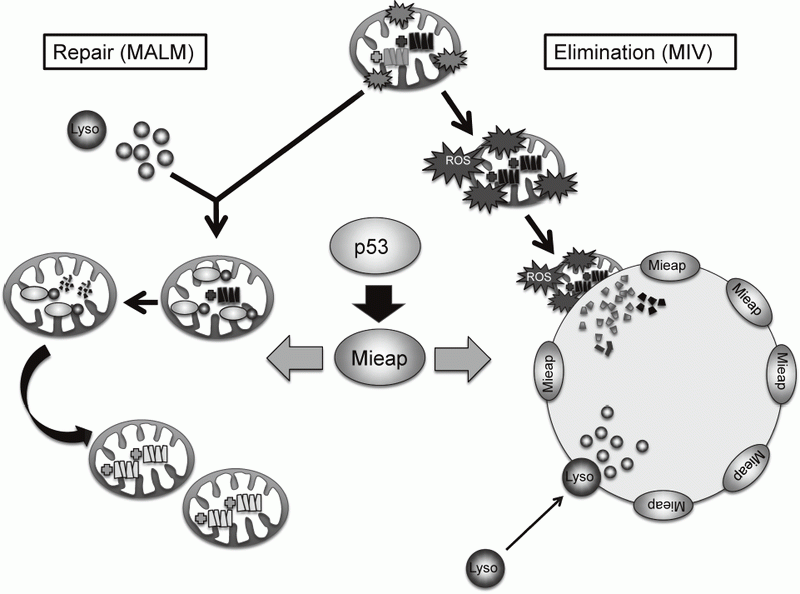 Figure 1. Mieap-regulated mitochondrial quality control