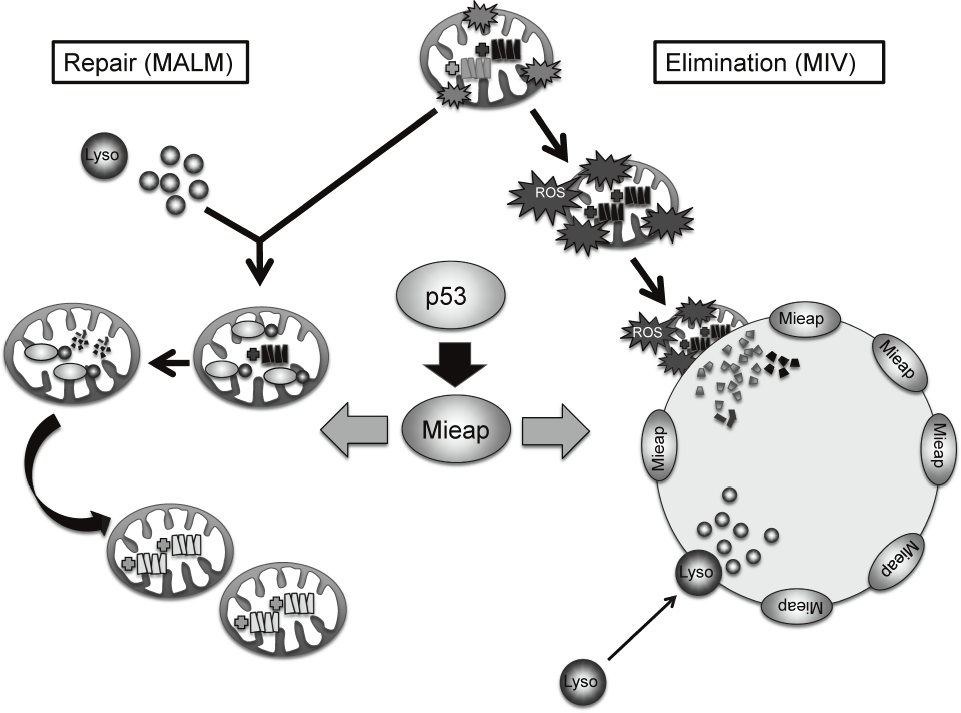 Figure 1. Mieap-regulated mitochondrial quality control(Full Size)