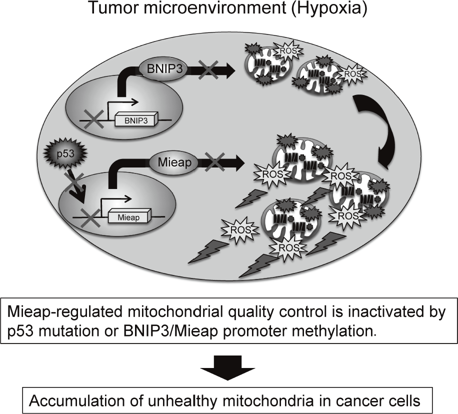 Figure 2. Alteration of Mieap-regulated mitochondrial quality control in cancer(Full Size)