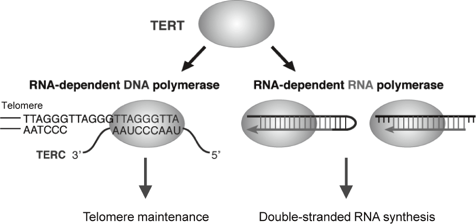 Figure 1. TERT exerts RdRP activity(Full Size)