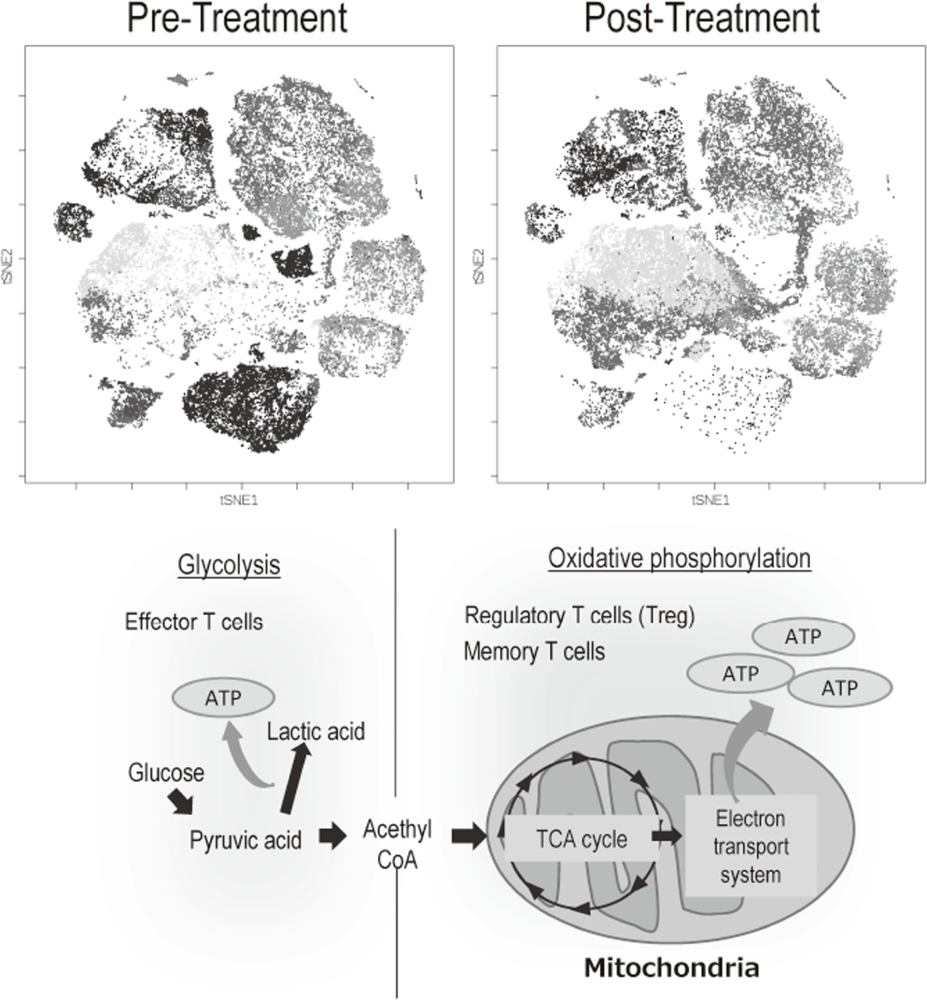 Figure 2. Representative image of analysis of clinical-samples (pre- and post treatment), and metabolic pathway map in lymphocytes(Full Size)