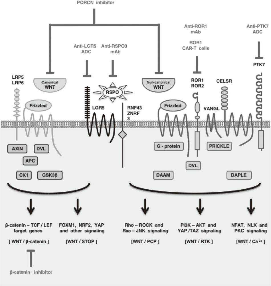 Figure 1. Therapeutics targeting WNT signaling cascades(Full Size)