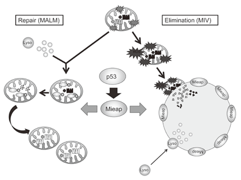 Figure 1. Mieap-regulated mitochondrial quality control