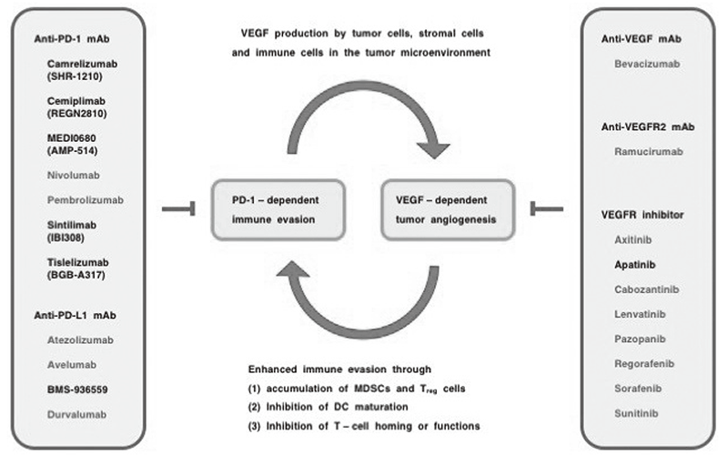 Figure 1. Combination immuno-oncology therapy with VEGF signaling blockers.