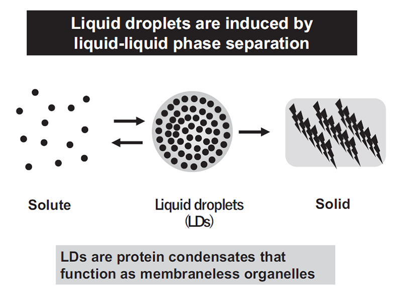 Figure 1. Liquid droplets are induced by liquid-liquid phase separation