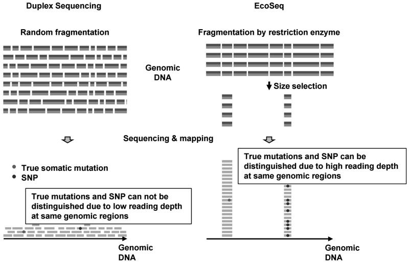 Figure 1.  Scheme of EcoSeq.