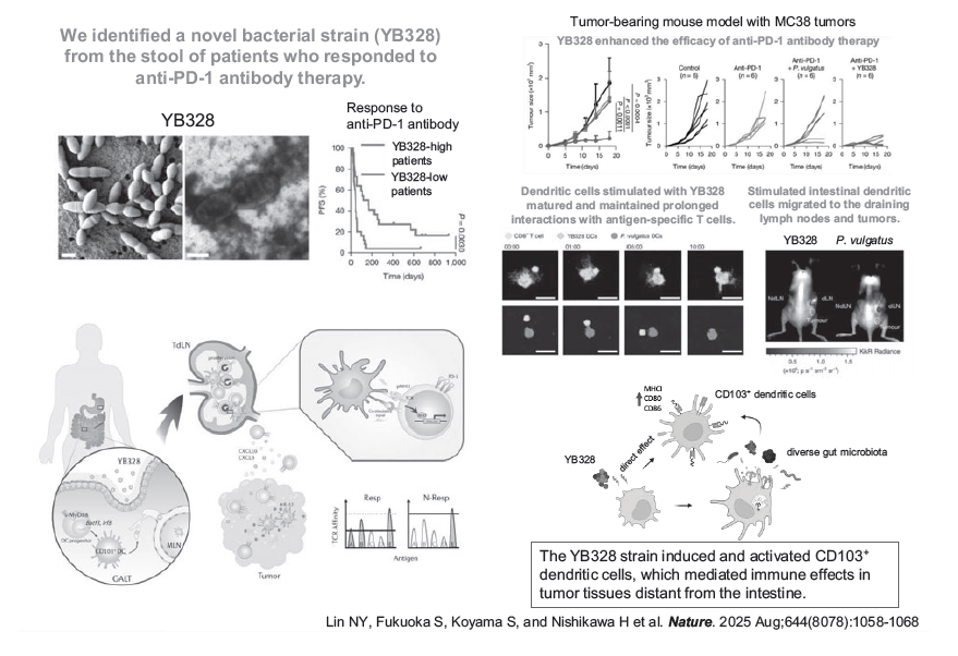 Figure 2. Identification of a novel gut bacterium associated with the efficacy of immune checkpoint inhibitors