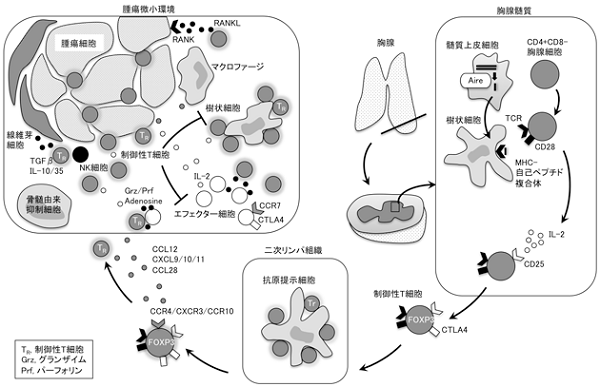 がんにおける制御性T細胞