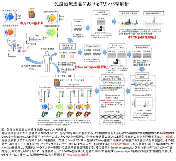 免疫治療患者におけるTリンパ球解析