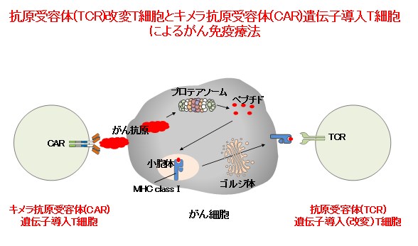 研究内容4-1