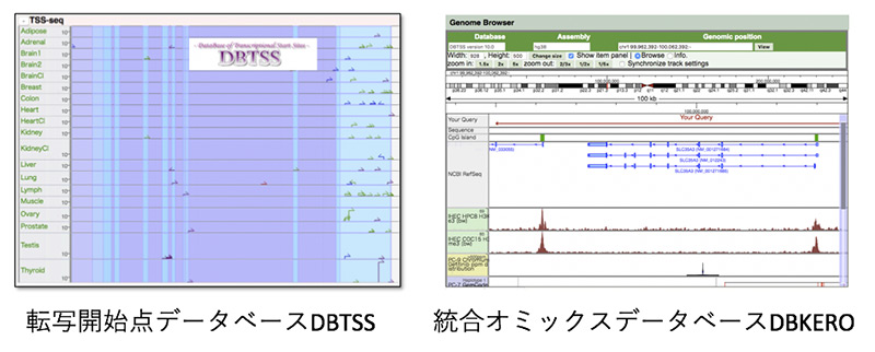 （図）転写・翻訳制御機構から迫るがんの発生・進行メカニズムの解明