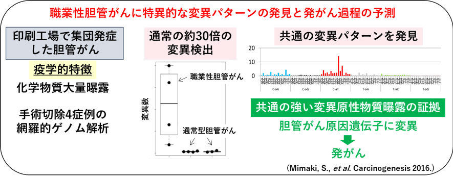 （図）職業性胆管がんに特異的な変異パターンの発見と発がん過程の予測