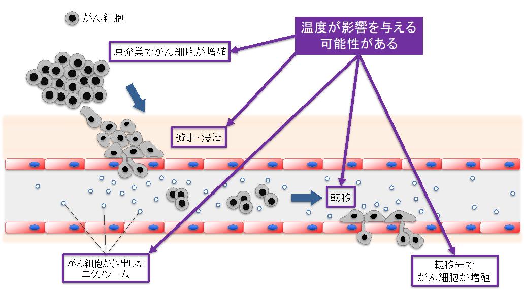 図4 がんの進展に温度が与える影響の可能性