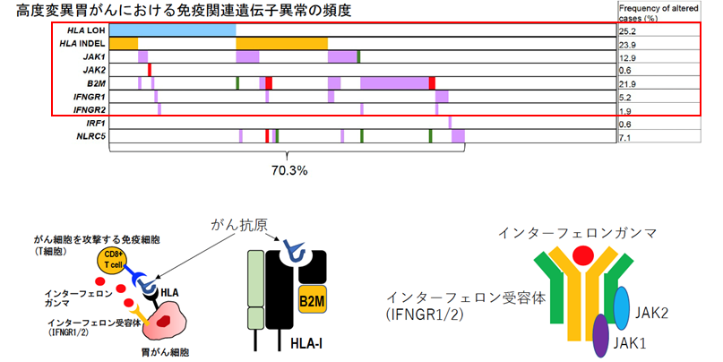 高度変異胃がんにおける免疫関連遺伝子異常の頻度