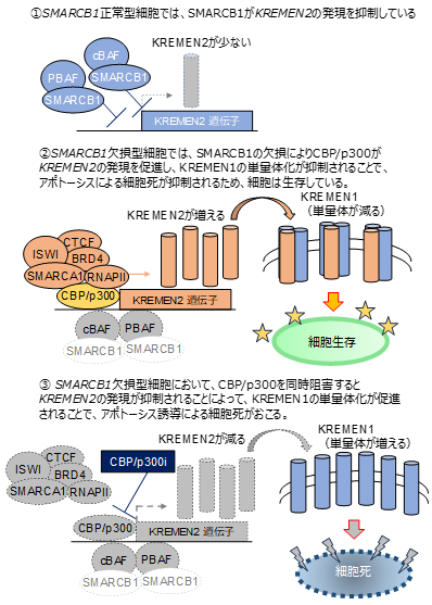 図２