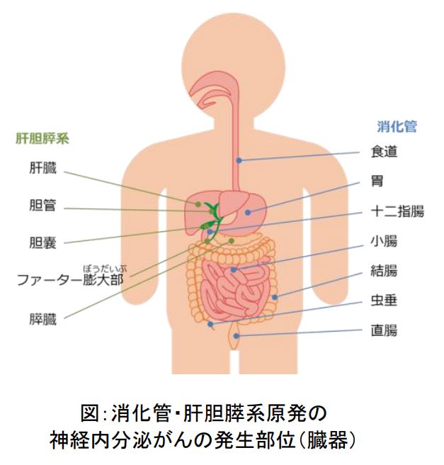 消化管・肝胆膵系原発の 神経内分泌がんの発生部位（臓器）の説明画像