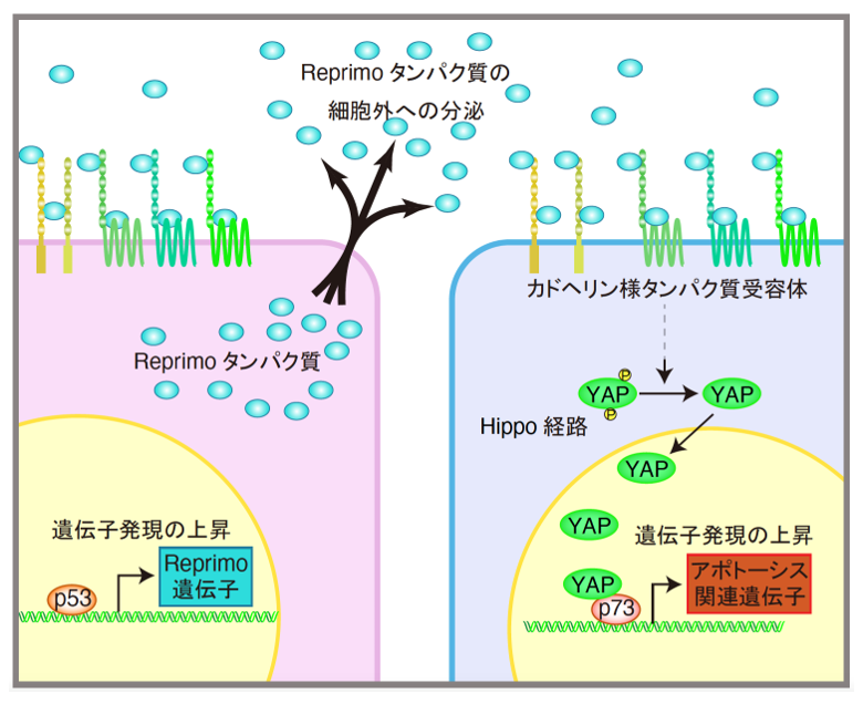 図1　Reprimoとは