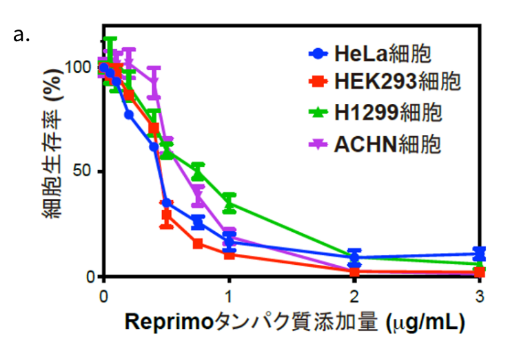 図2-a.Reprimoタンパク質の添加による細胞生存率の変化