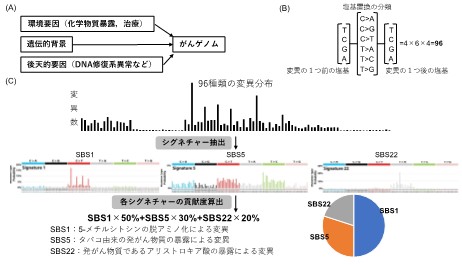 図1 変異シグネチャー解析の仕組み
