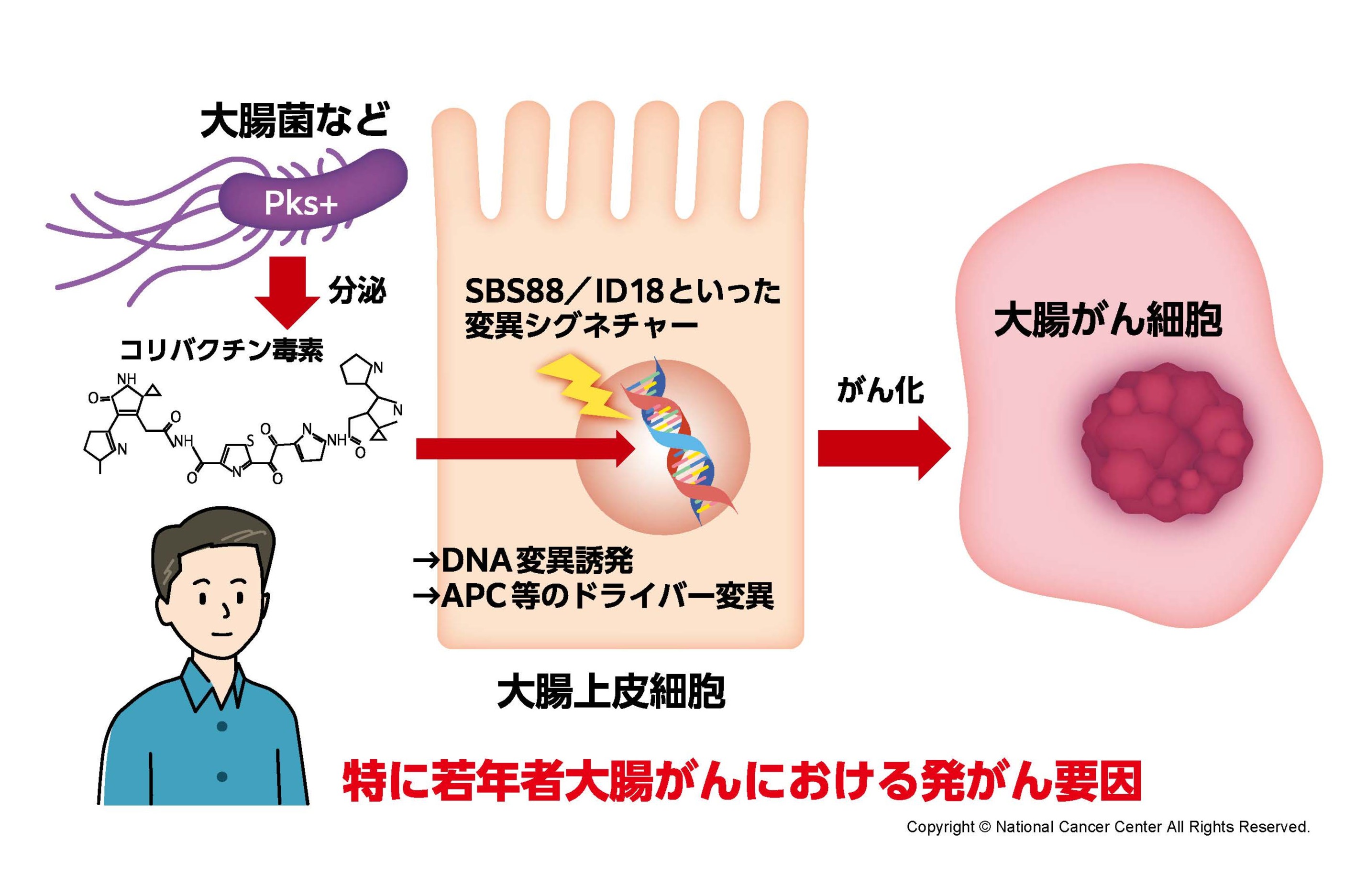 図7 本研究成果のまとめ