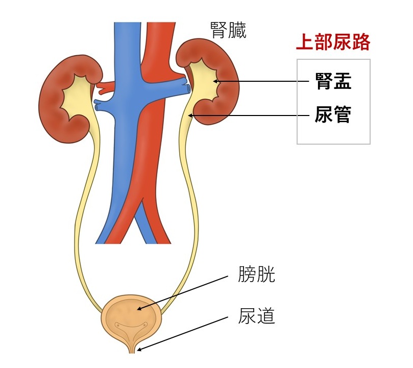 図1　上部尿路の仕組み