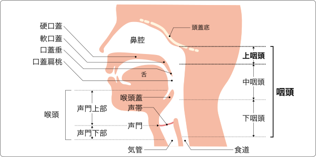  HPV と喉頭がんの発症