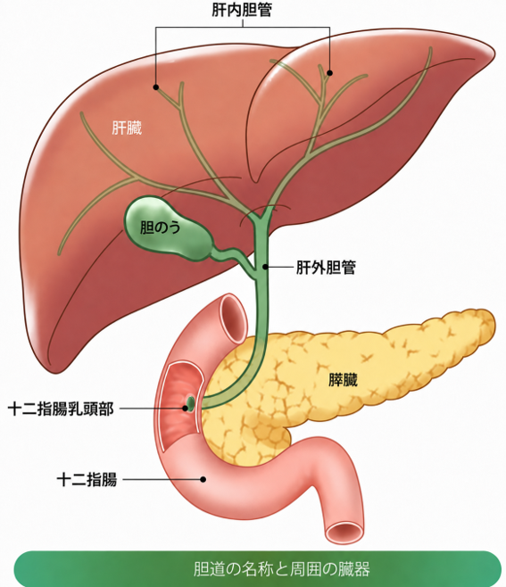 肝内胆管