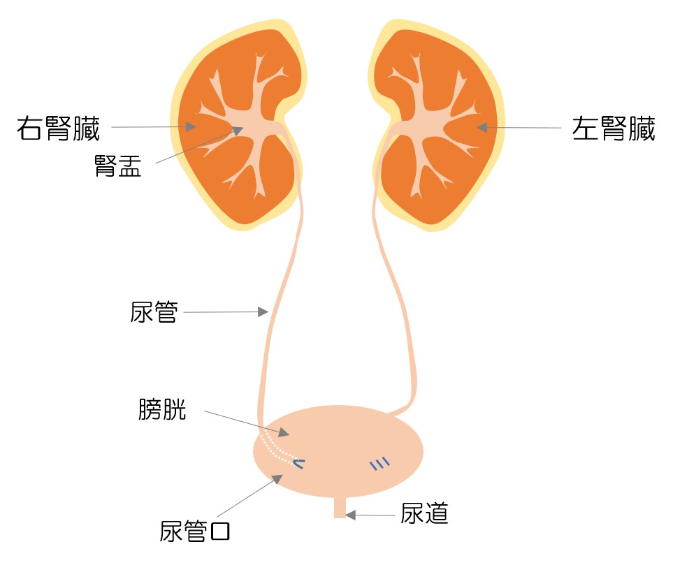 新吻合完了後の画像