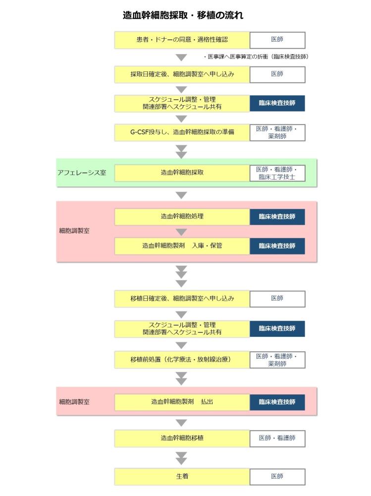 造血幹細胞採取・移植の流れ