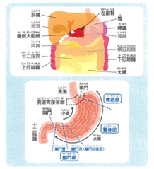 胃の位置と周囲臓器の関係