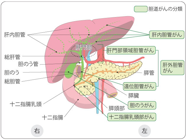 胆道と周囲の臓器(がん情報サービス)
