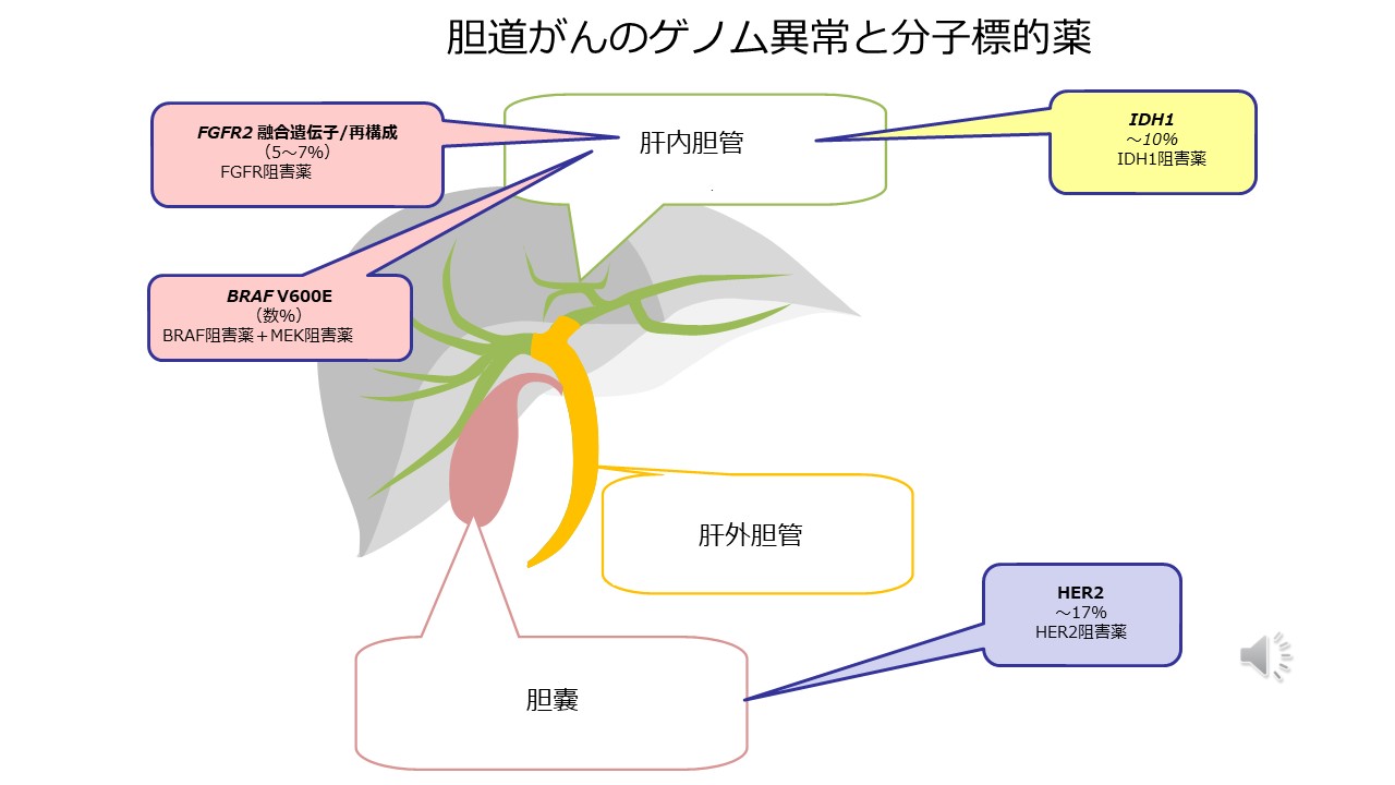 治療の選び方ゲノム医療や新規治療スライド１２
