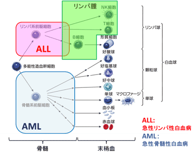 図 小児の血液・リンパのがんについて