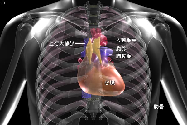 図1 胸腺の位置と周辺臓器(正面)