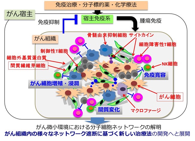 がんの免疫微小環境構築のメカニズム解明