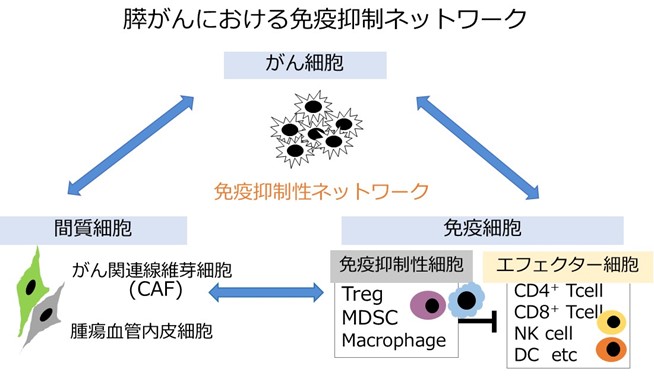  膵がんの免疫抑制ネットワーク機構の解明