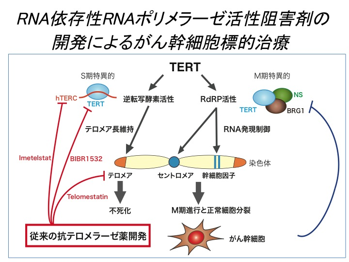 RNA依存性RNAポリメラーゼ活性阻害剤の開発によるがん幹細胞標的治療